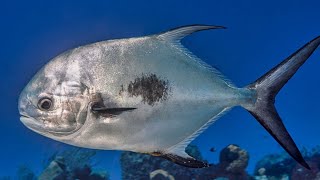 gran pez palometa panpano o chirigua [upl. by Berkeley]