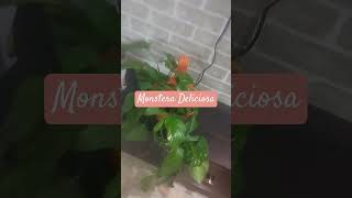 Monstera Plant  Swiss cheese plant best indoor planteaisly maintained indoor plant [upl. by Chantalle]