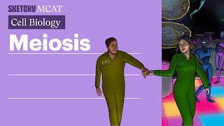 Meiosis Explained Process Stages amp Genetic Diversity Full Lesson  Sketchy MCAT [upl. by Kelli]