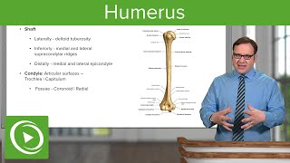 Humerus Characteristics amp Parts – Anatomy  Lecturio [upl. by Auka]