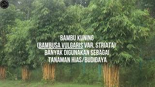 BAMBU KUNINGBAMBUSA VULGARIS [upl. by Lodge539]