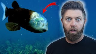 10 Deep Sea Creatures That Will Blow Your Mind [upl. by Aztinad]