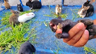 Little Baby bunny rabbit screaming  it’s So Cute Bunny crying [upl. by Volin]