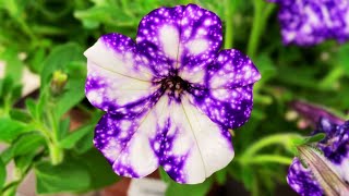 How to Care for Petunias in Pots  Petunia Care expert tips on watering pruning  Plant Care Tips [upl. by Guthrey538]