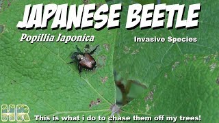 ⟹ Japanese beetle  Popillia japonica  How to control them and why they stop eating your plants [upl. by Riobard]