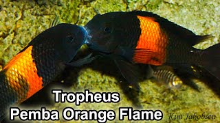 Tropheus sp Black Pemba Bemba Orange Flame [upl. by Venita]