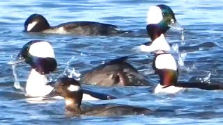 Flock of bufflehead ducks diving in water [upl. by Annecorinne]