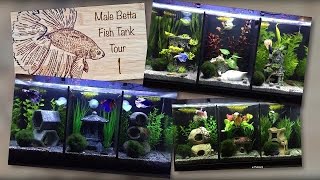 1  Male Betta Fish Tank Tour  Aqua One Betta Trio  ACNL Soundtrack [upl. by Eibbed12]