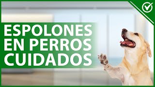 🐶 ESPOLONES EN PERROS Qué son causas cuidados y cómo cortarlos 🐾🐶 [upl. by Gladis441]