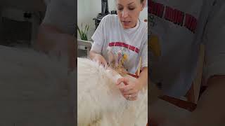 No need to rush shearing your angora rabbit  A smooth shearing for you and your rabbit rabbit [upl. by Robert922]