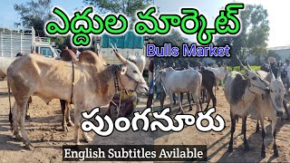 Big Bulls Market Punganur  1 Lakh 35 Thousand Bulls  Mohan Crazy Vlogs [upl. by Sacken489]