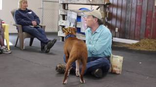 Gary Wilkes Bonking Video Dog Training Solid K9 Training [upl. by Marie146]