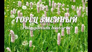 Горец змеиный Polygonum bistorta [upl. by Adriaens212]