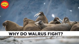 why do walrus fight  Fascinating facts 45 Why Things Happen [upl. by Sseb]