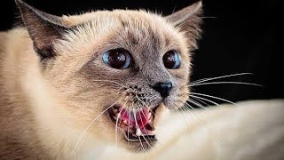 Soothing Cat Noises For Cats  Cat Sounds To Make Cat Happy  Cat Meowing To Attract Cats [upl. by Garris296]