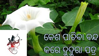 କେଶ ପାଚିବା ବନ୍ଦ କରେ ଦୁଦୁରା kesa pachiba band kare dudura patra ଦୁଦୁରା ଗଛ ର ଉପକାରିତା [upl. by Eelirak948]