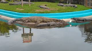 Massive Crocodile Chills Out with Alligators Snowy Egret amp White Ibis at Gatorland Orlando [upl. by Jump]