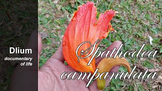 African tulip tree Spathodea campanulata  part 3 [upl. by Hoxie71]