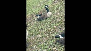 Geese nature ASMR  subscribe like geese nature natureasmr naturelovers fypシ゚viral likes [upl. by Attennod]