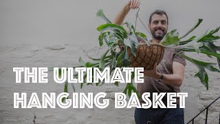 Repotting our huge staghorn fern Platycerium bifurcatum in a basket [upl. by Nomma]