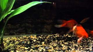 COLD WATER FISH FANTAILS MINNOWS amp KOI [upl. by Yralam404]