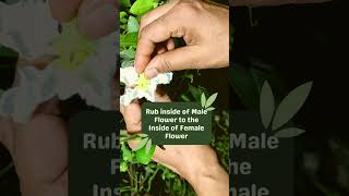 Hand Pollinate in 3 Easy Steps Lauki  Bottle Gourd  Pumpkin Cucumber Flowers handpollination [upl. by Rochella]