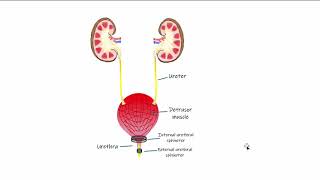 Renal Micturition [upl. by Dela]