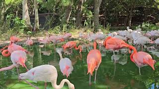 Flamingos Fukuoka Uminonakamichi park [upl. by Slrahc]