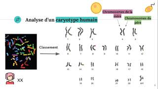 Le caryotype 🧬 [upl. by O'Donoghue]