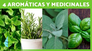 4 PLANTAS AROMÁTICAS y MEDICINALES y sus BENEFICIOS para la SALUD 🌿✅ [upl. by Ahsinna682]