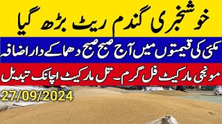 Today Wheat price in punjabگندم کا ریٹ 2024munji makki till sarsoGalla mandi rate today [upl. by Blockus]