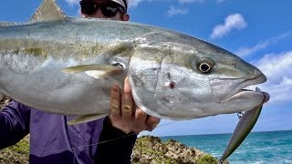 North New Zealand Kingfish Off the Rocks [upl. by Gerstein628]