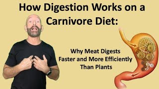 How Digestion Works on a Carnivore Diet Why Meat Digests Faster and More Efficiently Than Plants [upl. by Lraed696]