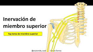 toda inervación de miembro superior [upl. by Cello]