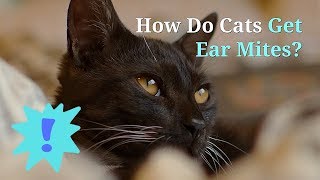 How Do Cats Get Ear Mites  Symptoms and Treatment [upl. by Acey844]