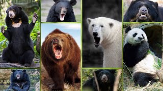 8 Únicos Tipos de Osos que Debes Conocer🧸🌎✨ animals bear [upl. by Peggie]