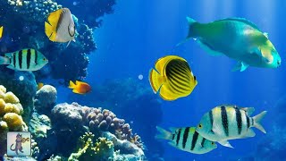 2 Hours of Beautiful Coral Reef Fish Relaxing Ocean Fish amp Stunning Aquarium Relax Music [upl. by Ydnirb]