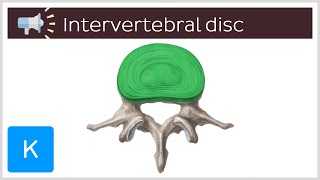 Intervertebral disc  Anatomical Terms Pronunciation by Kenhub [upl. by Dulcinea923]