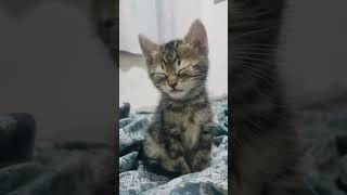 The cat sleeping and suddenly fell down😂cat funnyvideo pet kitty funny funnycat fyp [upl. by Arehs]