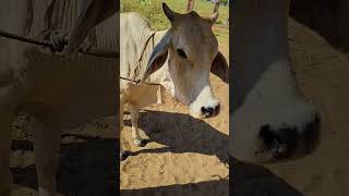 treatment in tha cattle lumpy jawActinomycosis of cow veterinary youtube kishan lumpy cow [upl. by Noswad]