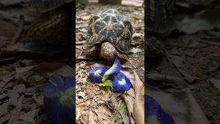 Aparajia  Shankhpushpi  Tortoise Food Day 9 of 30 different food in 30 days Indian Star Tortoise [upl. by Serge]