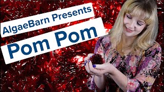 AlgaeBarn Presents Pom Pom Algae [upl. by Leuname]