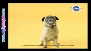 Pedigree Muestra gratis de alimento para tu mascota [upl. by Stacy]