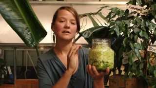 How to make raw fermented sauerkraut  How to make live sauerkraut [upl. by Ylrak285]