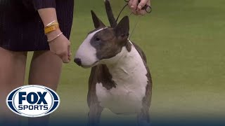 Frankie the Bull Terrier wins the Terrier Group at the Westminster Kennel Club [upl. by Eaned]