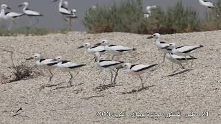 21 طيور الحنكور جزيرة بوبيان 2013 [upl. by Corvese656]