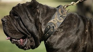 BREEDING A BETTER NEAPOLITAN MASTIFFS FOR HEALTH AND LONGEVITY [upl. by Zantos]