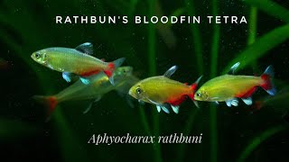 Rathbuns Bloodfin Tetra Green Fire Tetra Aphyocharax rathbuni in the Planted Community Aquarium [upl. by Anelram706]