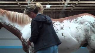 Anna Twinneys Holistic Horse Course  Equine Massage demonstration [upl. by Cini]