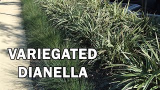 WYEENA® Dianella is a variegated clean foliage Dianella  Ozbreed Strappy Leaf Plants Range [upl. by Garratt]